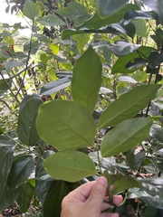Diospyros maritima