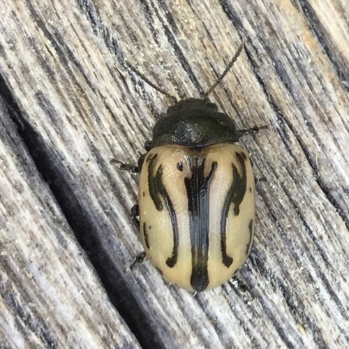 iNaturalist observation photo of Calligrapha sigmoidea