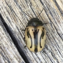 Calligrapha sigmoidea