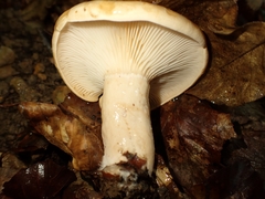 Lactarius pallidus