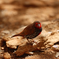 Emblema pictum