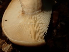 Lactarius pallidus