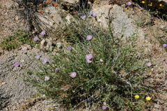 Xylorhiza