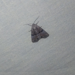 Mesoligia furuncula