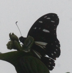 Graphium leonidas