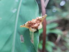 Pyrinioides sinuosus