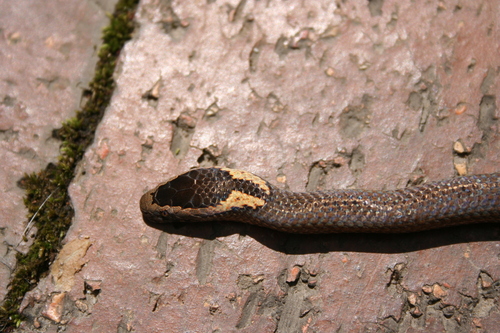 Golden-crowned Snake sighting