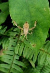 Pseudomictis distinctus