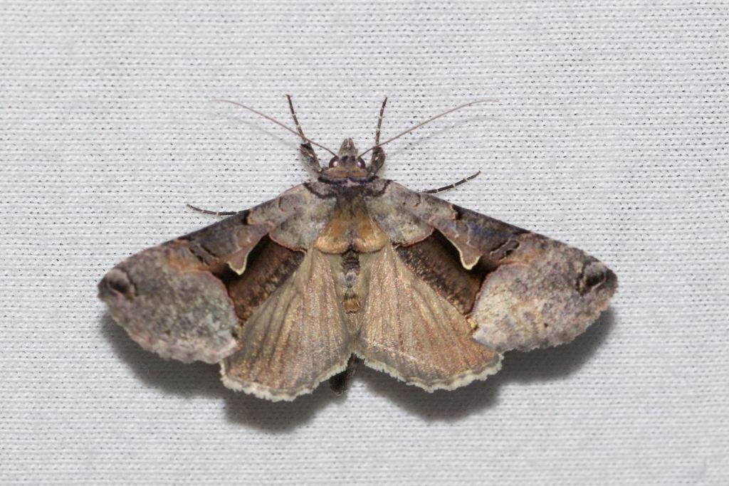 Large Looper Moth