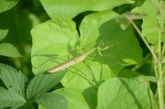 Tenodera sinensis