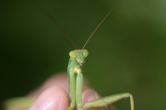 Tenodera sinensis