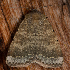 Abagrotis variata