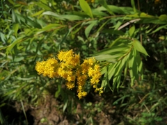 Solidago gigantea