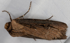 Agrotis volubilis
