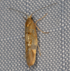 Argyresthia libocedrella