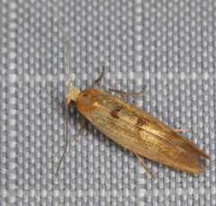 Argyresthia libocedrella