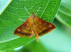 Pyrausta onythesalis