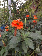 Crossandra infundibuliformis