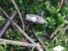 Epinotia brunnichana