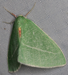 Chlorosea banksaria