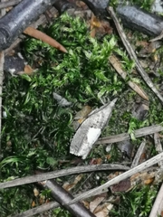 Epinotia brunnichana