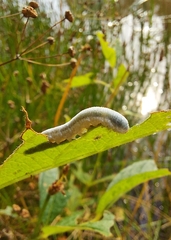 Monostegia