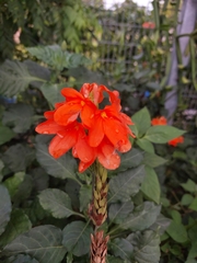 Crossandra infundibuliformis