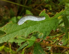 Monostegia