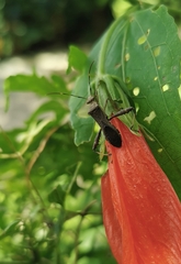 Burtinus notatipennis