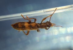 Cymatodera undulata
