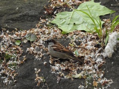 Passer domesticus