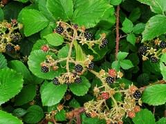 Rubus dasyphyllus