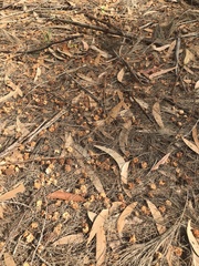 Calyptorhynchus lathami