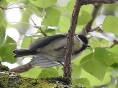 Parus major
