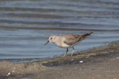 Calidris temminckii