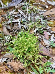 Millotia muelleri