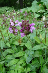 Prunella grandiflora