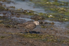 Calidris temminckii