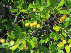 Alyxia spicata