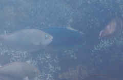 Chlorurus microrhinos