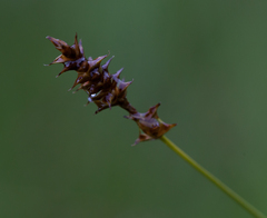 Carex exilis