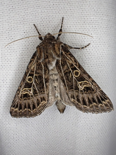 Feathered Gothic, photo 3 of 9