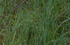 Carex exilis