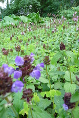 Prunella grandiflora