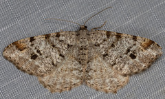 Macaria signaria
