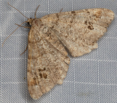 Macaria signaria
