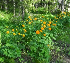 Trollius sibiricus