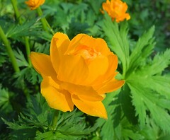 Trollius sibiricus