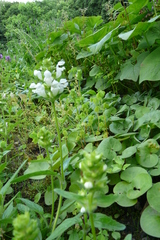 Prunella grandiflora