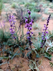 Swainsona microphylla